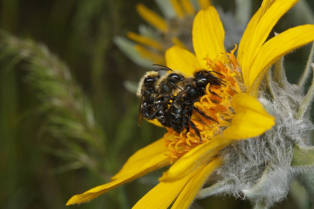 Mason Bees from Latah Valley, Spokane, WA, USA on April 19, 2026 at 06: ...