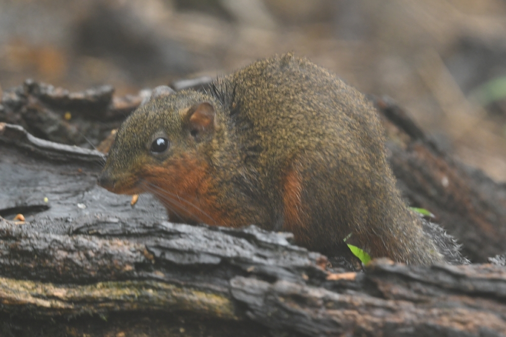 Red-Throated Squirrel