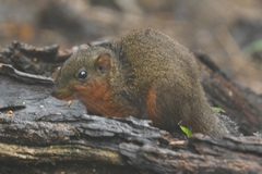 Red-Throated Squirrel photo 1