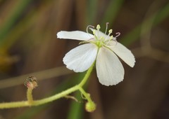 Drosera serpens