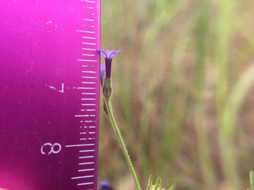 iNaturalist observation photo of straggling gilyflower