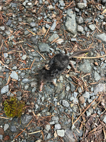 iNaturalist observation photo of American Shrewmole