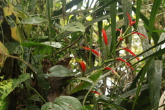Guzmania wittmackii