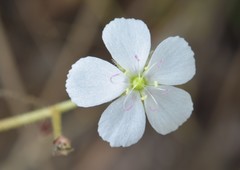 Drosera serpens
