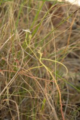 Drosera serpens