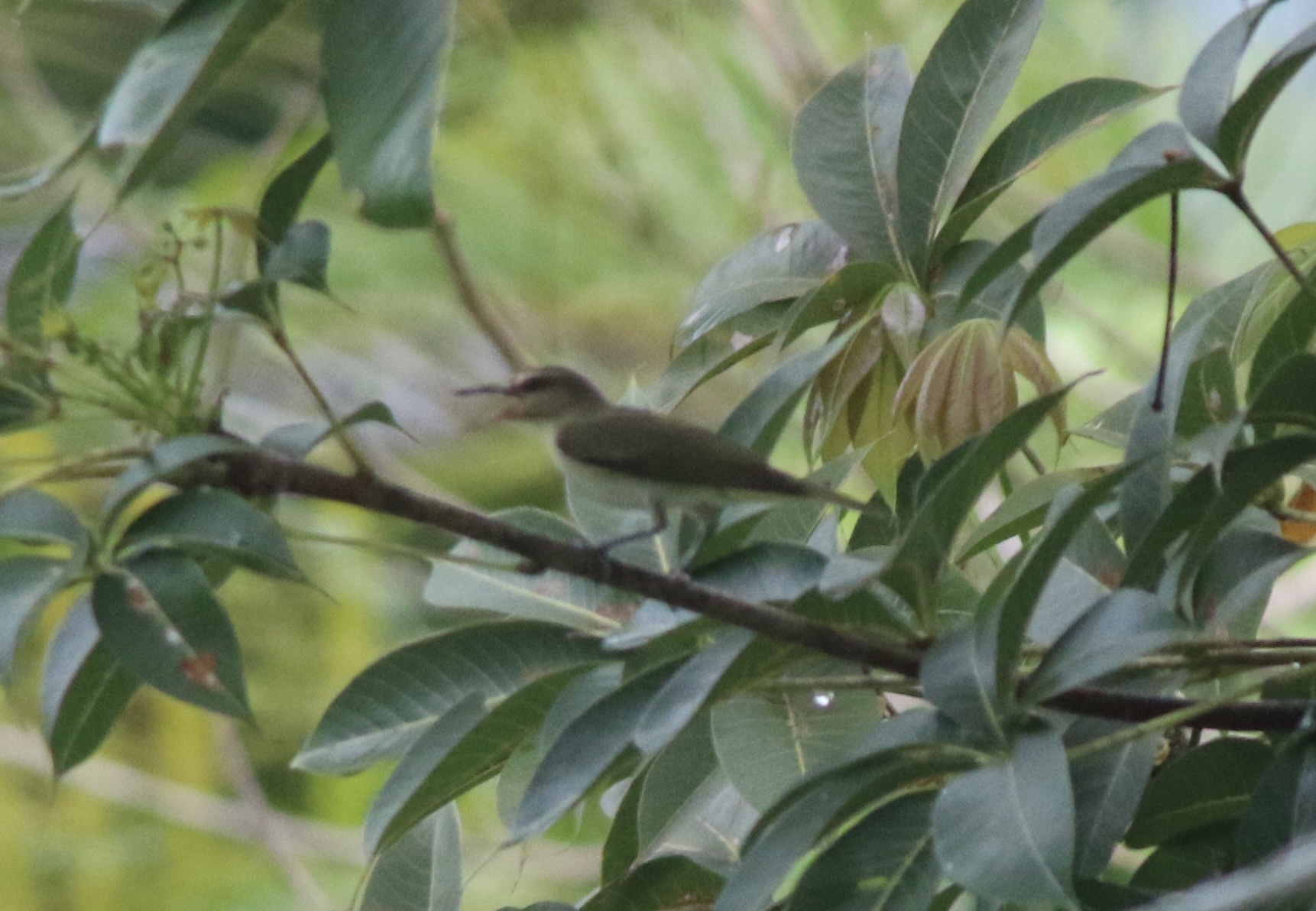 Black-whiskered Vireo (Vireo altiloquus), photo 6