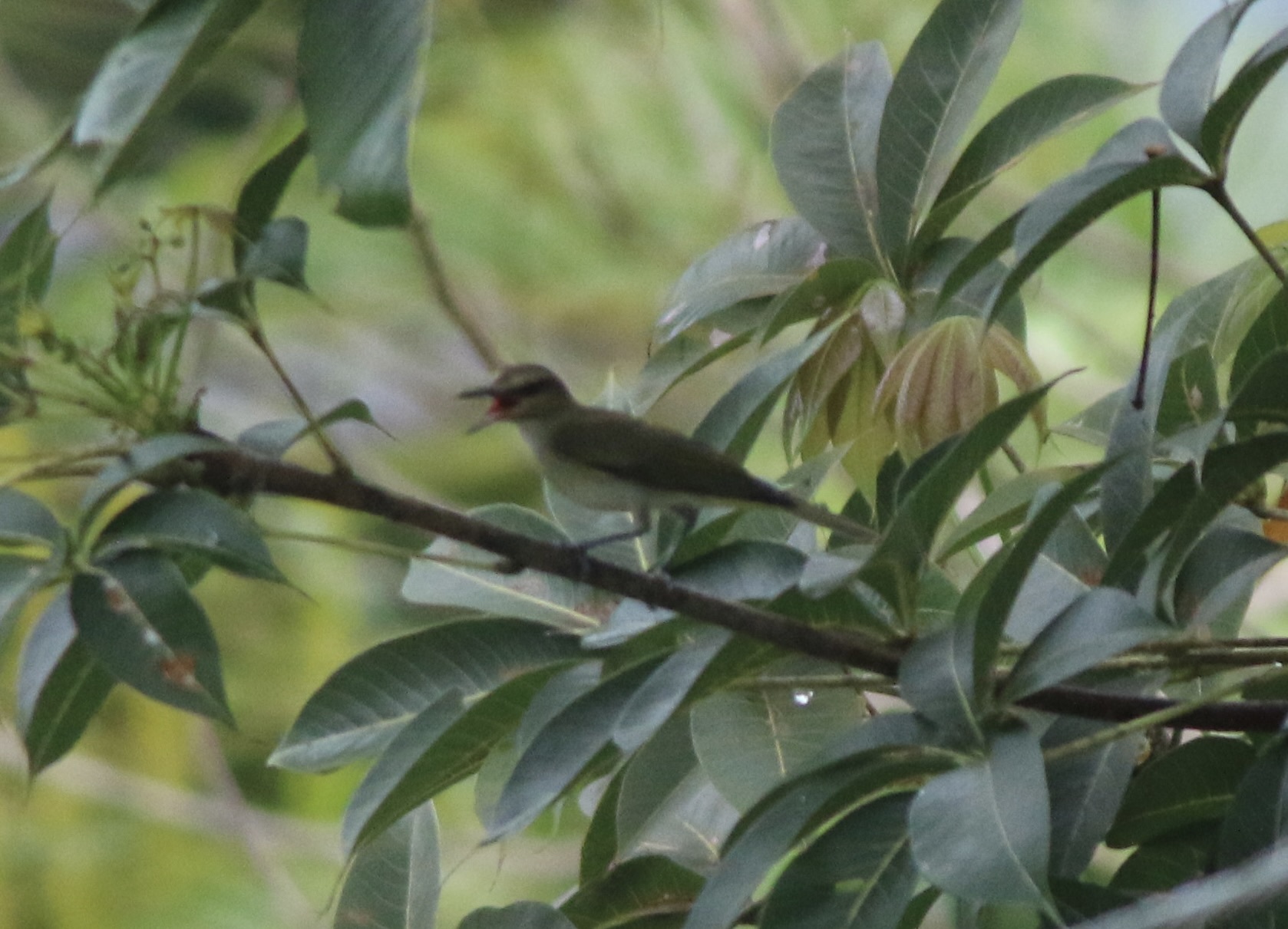 Black-whiskered Vireo (Vireo altiloquus), photo 5