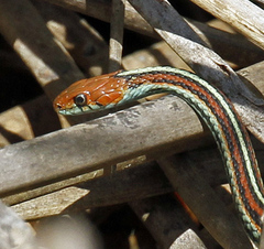 Thamnophis sirtalis tetrataenia