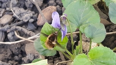 Bombylius major