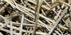 Thamnophis sirtalis tetrataenia