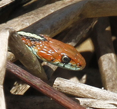 Thamnophis sirtalis tetrataenia
