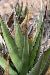 Agave × glomeruliflora