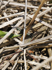 Thamnophis sirtalis tetrataenia