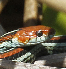 Thamnophis sirtalis tetrataenia