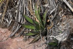 Agave × glomeruliflora