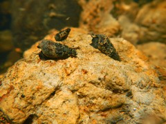 Juga plicifera