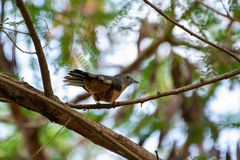 Cacomantis variolosus sepulcralis