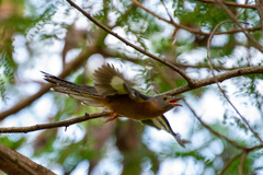 Cacomantis variolosus sepulcralis