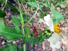 Cutocoris russatus