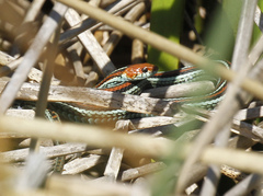 Thamnophis sirtalis tetrataenia