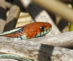 Thamnophis sirtalis tetrataenia