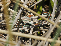 Thamnophis sirtalis tetrataenia