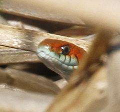 Thamnophis sirtalis tetrataenia
