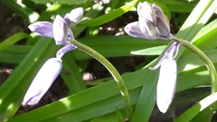 Hyacinthoides