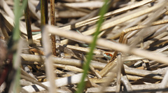 Thamnophis sirtalis tetrataenia