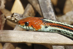 Thamnophis sirtalis tetrataenia