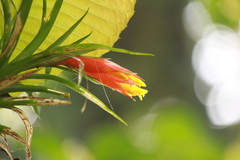 Guzmania angustifolia
