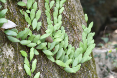Lemmaphyllum microphyllum