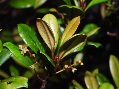 Cybianthus dussii