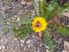 Bombus