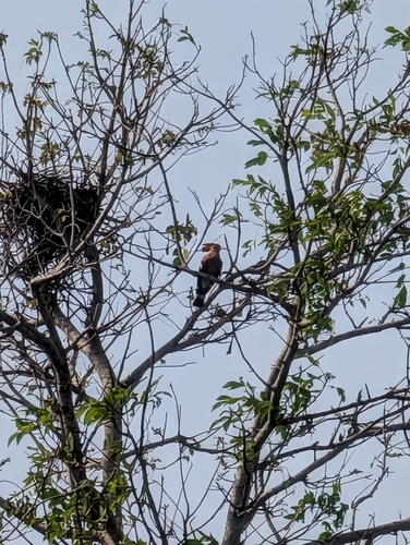 Common Hoopoe