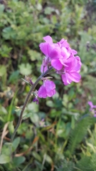 Arabis blepharophylla