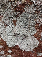 Lepraria normandinoides