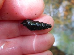 Juga plicifera