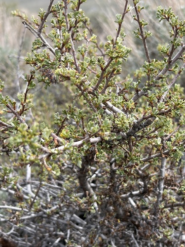 iNaturalist observation photo of Antelope Bitterbrush