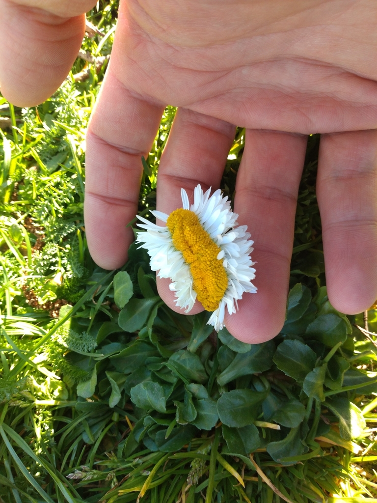 Bellis perennis, Hochschulviertel, Darmstadt, Deutschland