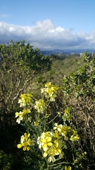Erysimum franciscanum