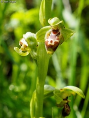 Ophrys umbilicata