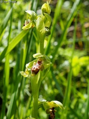 Ophrys umbilicata