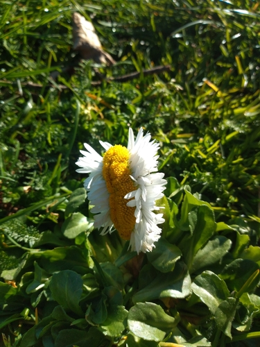 Bellis perennis