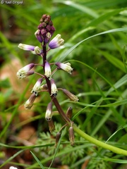 Bellevalia trifoliata