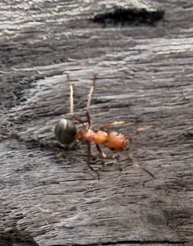 iNaturalist observation photo of integra-group Field and Mound Ants