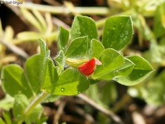 Lotus tetragonolobus