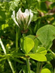 Trifolium clypeatum