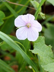 Erodium gruinum