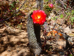 (c) Jean Capcha Ramos, some rights reserved (CC BY) Austrocylindropuntia pachypus, photograph (c) Jean Capcha Ramos, some rights reserved (CC BY)